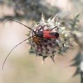 Blutbock (Purpuricenus sp.)